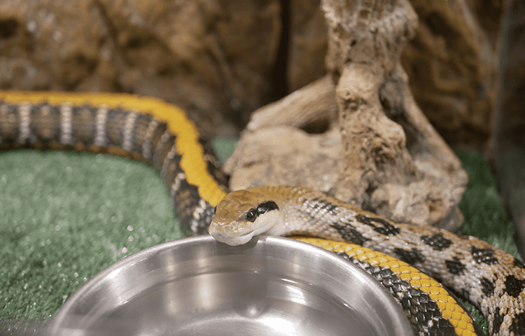 A small gray non-venomous snake with a yellow and brown stripes drinks water from a metal bowl.