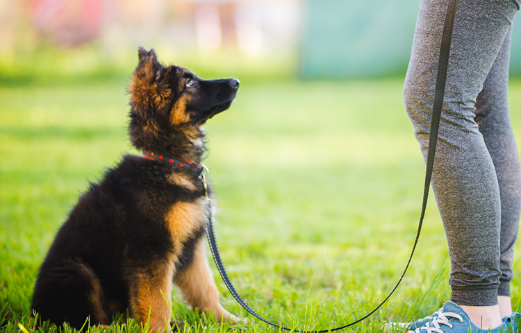 German Shepherd puppy on a leash sitting on grass and looking up at its owner during training.