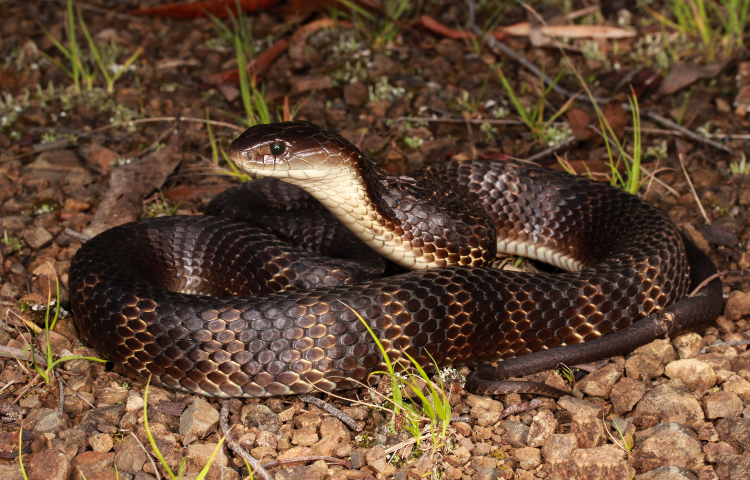 Snake Season in Australia - Petcover AU Snake Season in Australia - Petcover AU
