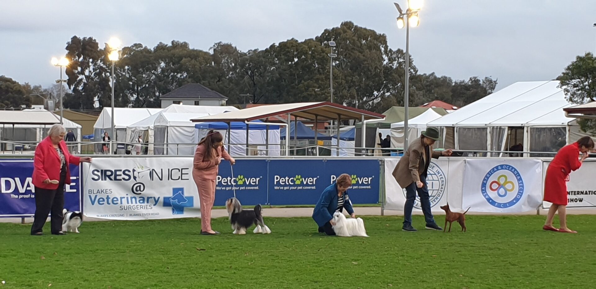 Petcover's Sponsorship of the Dogs SA Winter International Show