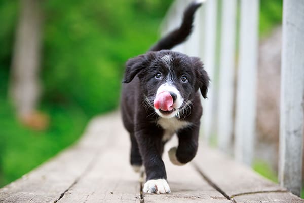 Black and white Border Collie puppy walks along decking