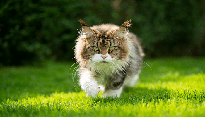 Adult Brown and white Maine Coon walks towards the camera