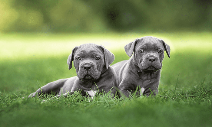 Two Cane Corso puppies sit on the grass outdoors