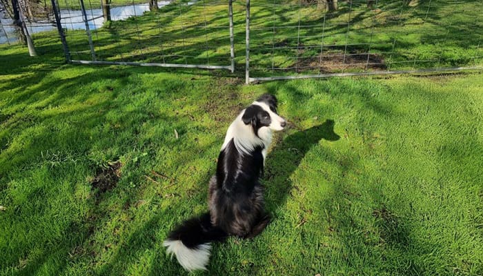 Border collie dog sits on the grass on a sunny day, looking over it's shoulder at it's owner taking the photograph