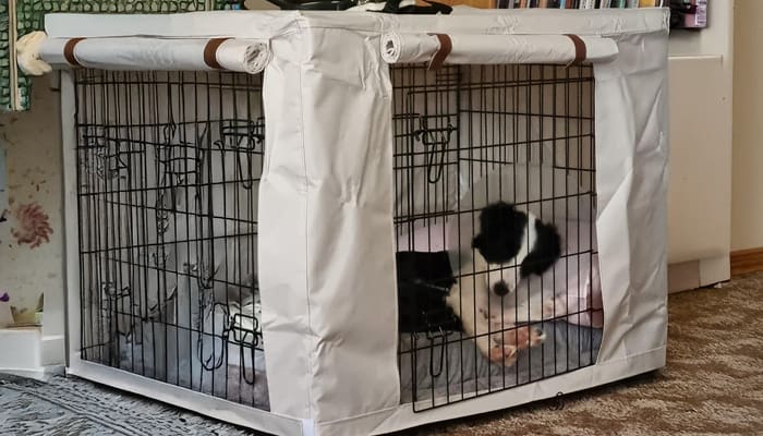 Border collie dog lies in a crate with a cone around it's neck recovering from surgery