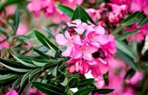 Close-up of pink flowers on Oleander plant toxic to pets