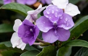 Close-up of purple and white flowers of Brunfelsia toxic plant to pets