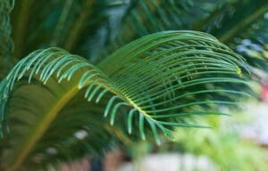 Close-up of sago palm leave toxic plant pets