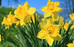 Close-up of yellow daffodils in the sunshine toxic plant pets