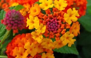 Close-up of yellow, orange and red petals on Lantana toxic plant pets