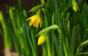 Daffodils starting to flower bulb toxic to pets