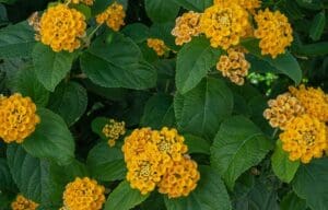 Orange flowers on a Lantana toxic plant pets