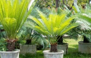Potted sago palms plant toxic to pets