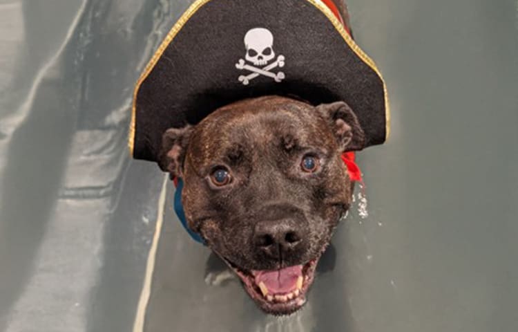 Doc-the-Staffordshire-Bull-Terrier