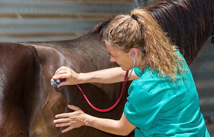 vet-examining-horse
