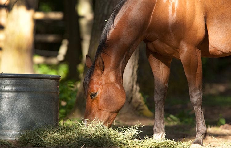 How to buy a horse: a step-by-step guide | Petcover Australia
