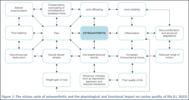 Figure 1: Cycle of osteoarthritis and physiological and functional impact on canine quality of life (Li, 2022)