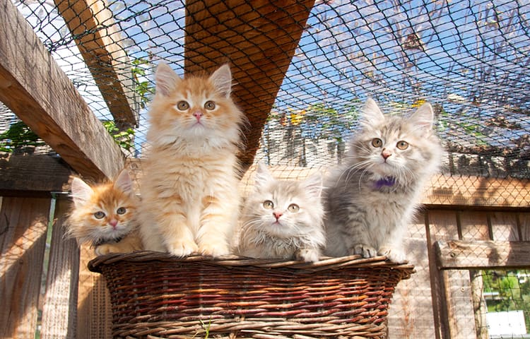 four-kittens-in-basket-hammock