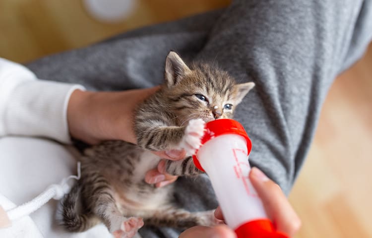 kitten-feeding-milk-bottle-in-human-arms