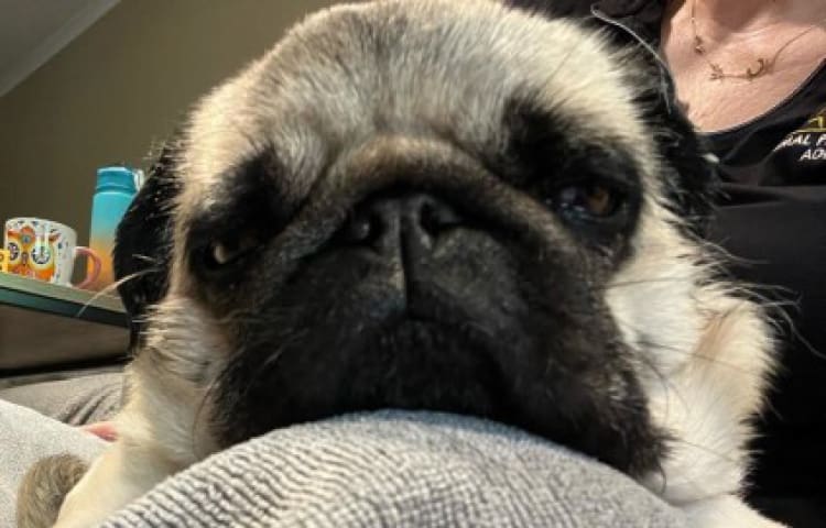 pug-head-resting