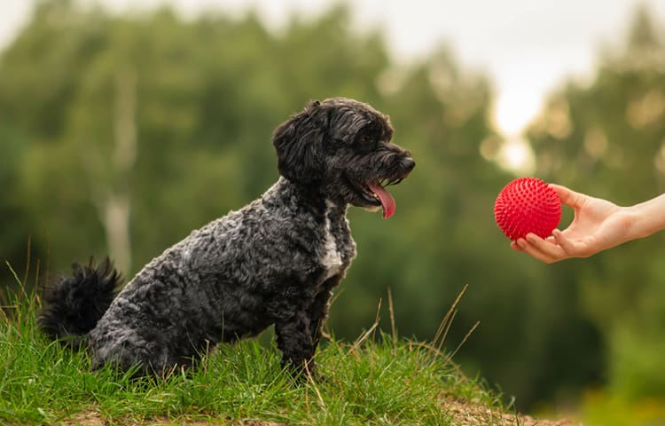 maltese-poodle-moodle-red-ball-garden