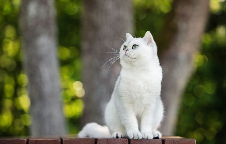 selecting-kitten-for-environment-home
