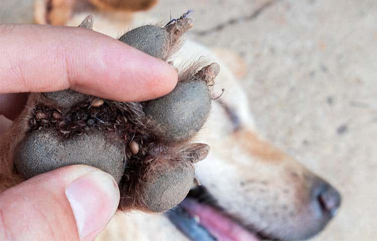 Close-up-of-a-dogs-paw-which-shoes-several-ticks-between-the-pads-of-his-feet