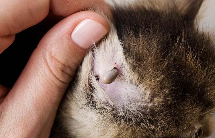 Close-up-of-a-tick-embedded-in-a-cats-ear