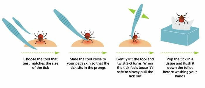 tick-removal-guide