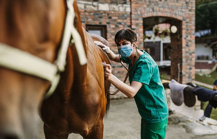 Woman veterinarian checking horse health in stable.