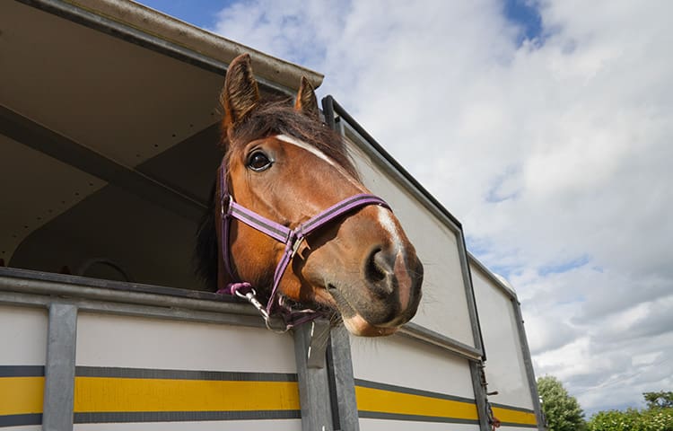 Brown horse looks out of the window of a horse float.