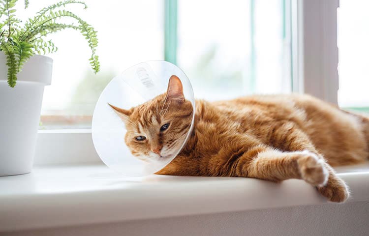 Sleepy ginger cat lies on a windowsill at home in an Elizabethan collar after having surgery at the vets