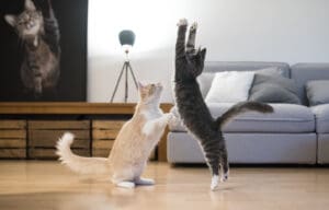 Two playful kittens interacting in a living room, with one standing on hind legs and the other leaping into the air near a grey sofa and floor lamp.