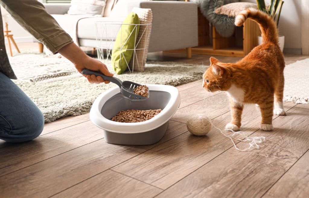 Person cleaning a cat’s litter box with a scoop while an orange tabby cat watches curiously beside a ball of yarn on a wooden floor in a cozy living room.