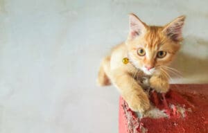 Curious orange kitten with a small bell on its collar scratching a red textured surface while looking directly at the camera.