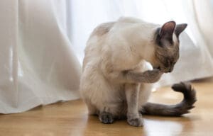 Siamese cat sitting on a wooden floor, grooming its paw in front of a softly lit white curtain.