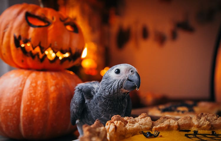 Close-up of a baby African Grey parrot with Halloween pumpkins and decorations in the background.