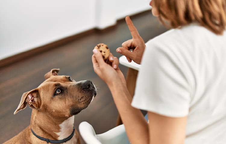 Woman teaching a dog not to eat chocolate cookies.