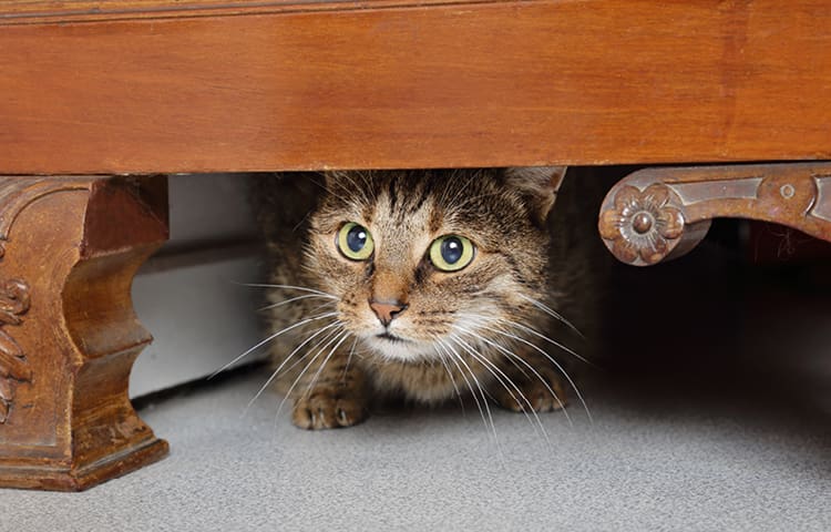 A tabby cat with wide green eyes hides under a wooden piece of furniture, peeking out cautiously.