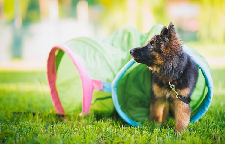 german-shepherd-puppy-training-in-a-tunnel-during-a-lesson-in-a-puppy-school