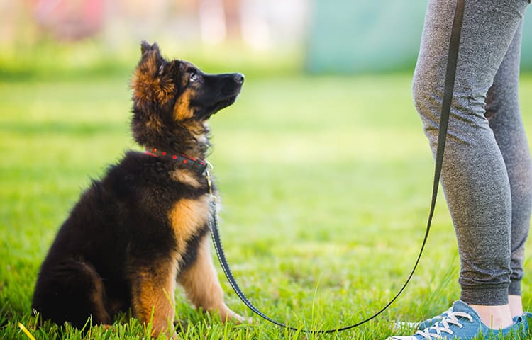 /german-shepherd-puppy-during-a-training-session-in-a-puppy-school