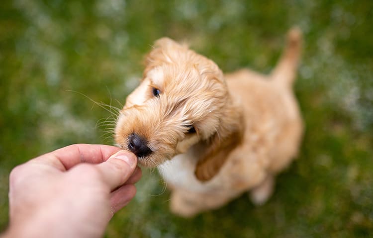 Feeding-a-small-cockapoo-puppy
