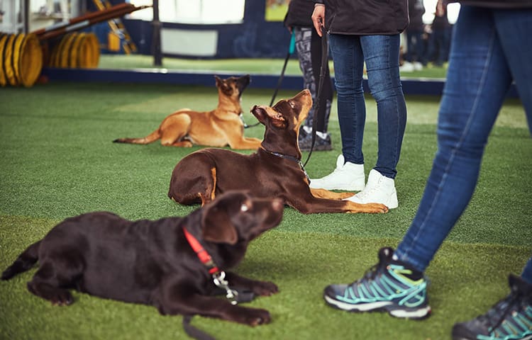canines-being-trained-by-experienced-dog-handlers