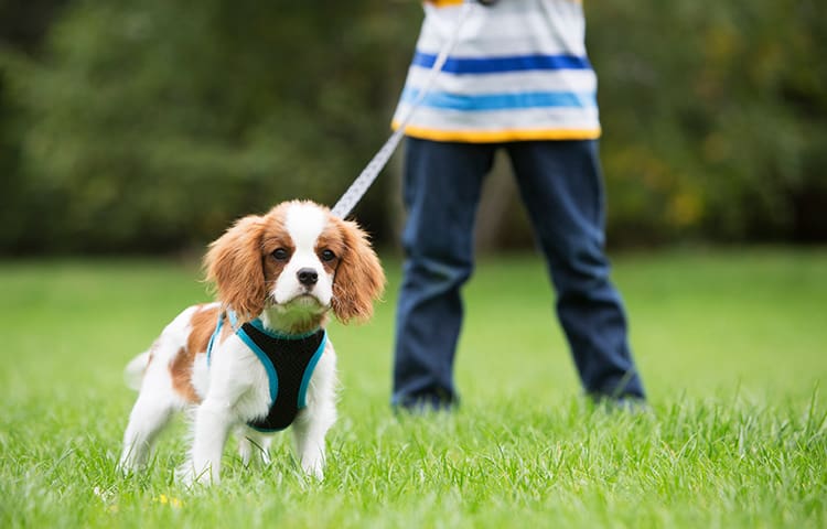 boy-taking-puppy-for-walk-on-lead