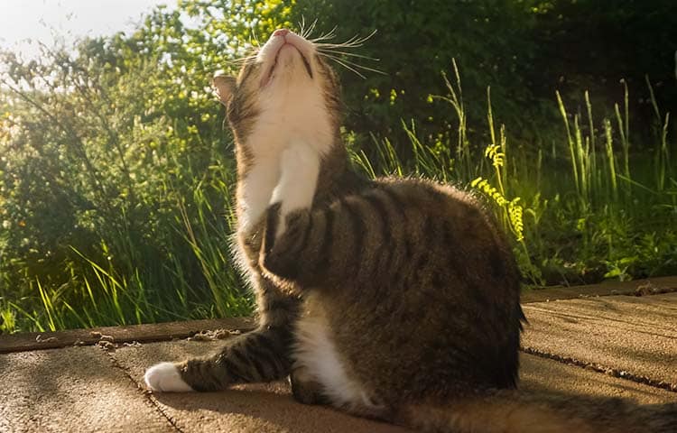 Cat-sits-outdoors-in-the-sunshine-scratching-a-tick-bite-on-neck