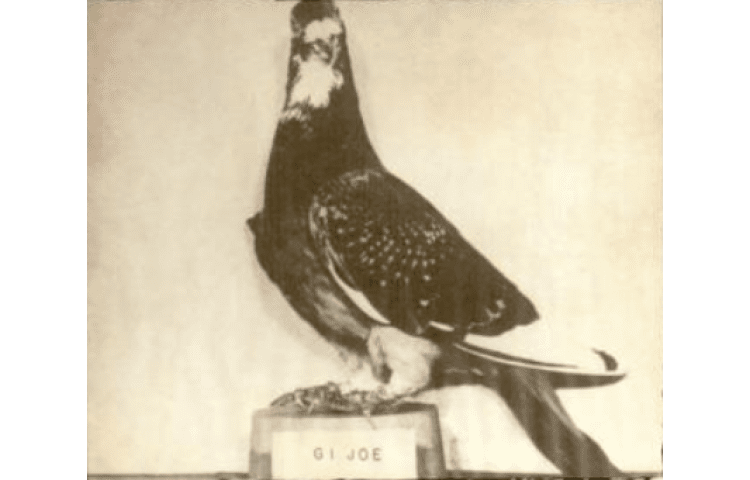 Black-and-white photo of a pigeon perched on a block.