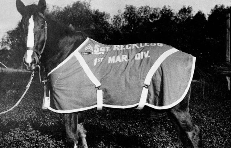 Black-and-white photo of a horse wearing a blanket labeled “Sgt. Reckless 1st Mar. Div.,” standing outdoors on grass with a rope halter.