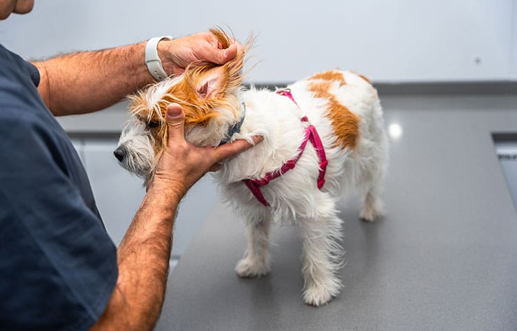 A Jack-Russell cross breed dog gets an ear infection examined by a veterinarian