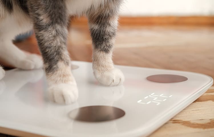 Close-up of an overweight cat’s paws resting on the scales
