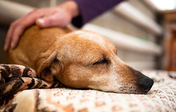 An elderly Dachshund rests on a blanket with its eyes closed as the owner comforts it with a hand on his back